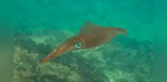 Se acerca a las costas del planeta: una criatura marina asombrosa con sangre azul y tres corazones Se acerca a las costas del planeta: una criatura marina asombrosa con sangre azul y tres corazones
