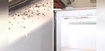 Plaga de mosquitos invade viviendas en Villa El Salvador y vecinos alertan: "Se meten hasta por la nariz y boca" Plaga de mosquitos invade viviendas en Villa El Salvador y vecinos alertan: "Se meten hasta por la nariz y boca"