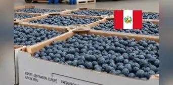 El 'oro azul' peruano llegará por primera vez a estos países de Asia: es el producto estrella de las exportaciones El 'oro azul' peruano llegará por primera vez a estos países de Asia: es el producto estrella de las exportaciones