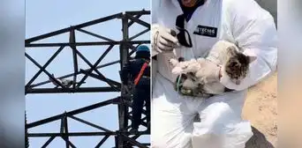 Rescatan a gatito atrapado en torre de alta tensión en El Agustino: ahora busca un nuevo hogar Rescatan a gatito atrapado en torre de alta tensión en El Agustino: ahora busca un nuevo hogar