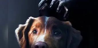 Estreno de 'Good Boy' en Perú hoy: ¿dónde ver en español latino la película de terror protagonizada por un perro? Estreno de 'Good Boy' en Perú hoy: ¿dónde ver en español latino la película de terror protagonizada por un perro?