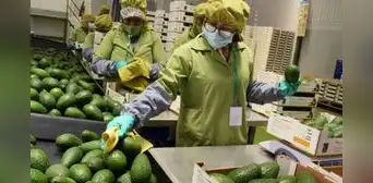 Agroexportaciones superan los US$8.000 millones por mayores envíos de paltas, uvas y arándanos Agroexportaciones superan los US$8.000 millones por mayores envíos de paltas, uvas y arándanos