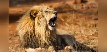 No es el león, ni el cocodrilo: este es el temible superdepredador que infunde más miedo en el África No es el león, ni el cocodrilo: este es el temible superdepredador que infunde más miedo en el África