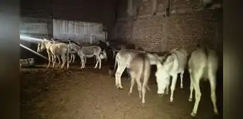 PNP descubre camal clandestino: vendían carne de burro y caballo como si fuera de res en mercados de Trujillo