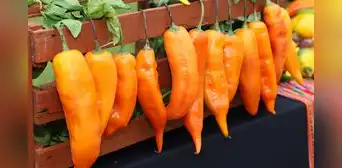 Perú asegura su sabor y biodiversidad: los ajíes nativos se conservarán en la bóveda de semillas más segura del mundo