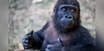 Turquía retiene a Zeytin, el bebé gorila hallado en aeropuerto, porque no puede determinar su origen Turquía retiene a Zeytin, el bebé gorila hallado en aeropuerto, porque no puede determinar su origen