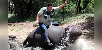 El triste final del granjero que crió a un hipopótamo como a su hijo, pero este lo atacó ferozmente hasta matarlo
