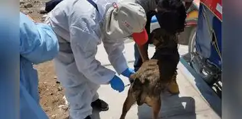 Casos de rabia en Perú no son atendidos con urgencia: mordeduras de animales se incrementa en Arequipa y la Amazonía Casos de rabia en Perú no son atendidos con urgencia: mordeduras de animales se incrementa en Arequipa y la Amazonía