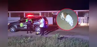 Asesinan a animalista en la puerta de su refugio de animales en Huaura: 110 mascotas quedan en abandono Asesinan a animalista en la puerta de su refugio de animales en Huaura: 110 mascotas quedan en abandono