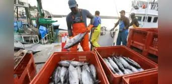 PBI pesquero creció 6,4% en setiembre impulsado por mayor captura de pota, bonito y langostino, según PRODUCE