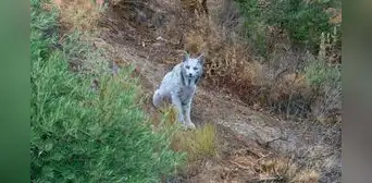Fotógrafo español graba por primera vez al misterioso lince ibérico blanco: “El fantasma del mediterráneo" Fotógrafo español graba por primera vez al misterioso lince ibérico blanco: “El fantasma del mediterráneo"