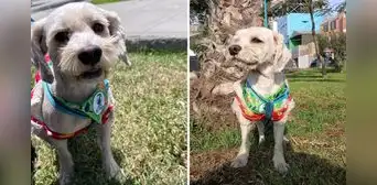 Adopción responsable: perrito que fue rescatado en Ventanilla se encuentra en busca de un nuevo hogar Adopción responsable: perrito que fue rescatado en Ventanilla se encuentra en busca de un nuevo hogar