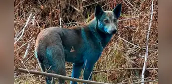 Científicos confirman que sí existen unos perros azules en Chernóbil, pero no son mutantes