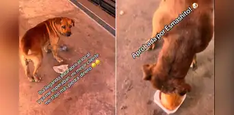 Perro le lleva piedras a un restaurante a cambio de hamburguesas y conquista el corazón del trabajador: "Mi mejor cliente" Perro le lleva piedras a un restaurante a cambio de hamburguesas y conquista el corazón del trabajador: "Mi mejor cliente"