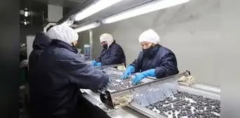 Arándano peruano despierta el interés de Japón y busca quitarle terreno a Chile y México