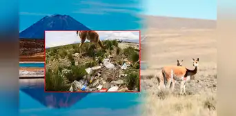Autoridades alertan de gran contaminación en reserva protegida en Arequipa: "Hay llantas, bolsas y pañales" Autoridades alertan de gran contaminación en reserva protegida en Arequipa: "Hay llantas, bolsas y pañales"
