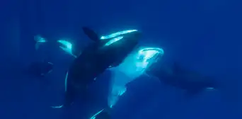 Biólogos revelan al animal que se ha convertido en el depredador más temible de los mares y aterroriza al gran tiburón blanco