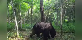 Japón despliega militares al norte del país ante ola de ataques de osos que han dejado 12 muertos Japón despliega militares al norte del país ante ola de ataques de osos que han dejado 12 muertos