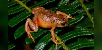 Biólogos peruanos descubren 2 nuevas especies de ranas andinas que habitan en los "bosques enanos" de la cordillera de Pasco