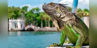 Florida se prepara para recibir un frente frío en noviembre que provocaría la curiosa “lluvia” de iguanas