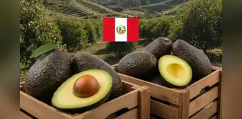 ¿Cuál es la fruta peruana más preferida en el mundo? Ventas superan los US$1.400 millones en 2025 ¿Cuál es la fruta peruana más preferida en el mundo? Ventas superan los US$1.400 millones en 2025