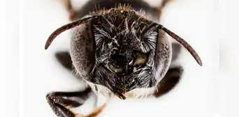 Científica australiana descubre una nueva especia de abeja con ‘cuernos’ y de aspecto aterrador Científica australiana descubre una nueva especia de abeja con ‘cuernos’ y de aspecto aterrador