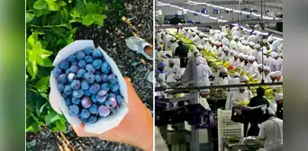 Perú se afirma como potencia agroexportadora mundial: envíos crecen 25,5% y superan los US$743 millones entre enero y setiembre Perú se afirma como potencia agroexportadora mundial: envíos crecen 25,5% y superan los US$743 millones entre enero y setiembre