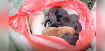 Buscan ayuda y adopción para 7 perritos abandonados en Villa El Salvador: necesitan alimento y cuidado responsable Buscan ayuda y adopción para 7 perritos abandonados en Villa El Salvador: necesitan alimento y cuidado responsable