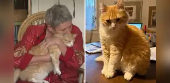 El inédito caso de Rémi, el gato naranja que vive con 'arresto domiciliario' en Francia tras ser denunciado por su vecino El inédito caso de Rémi, el gato naranja que vive con 'arresto domiciliario' en Francia tras ser denunciado por su vecino