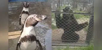 Proyecto del Congreso busca cerrar zoológicos sin garantizar destino adecuado para los animales Proyecto del Congreso busca cerrar zoológicos sin garantizar destino adecuado para los animales