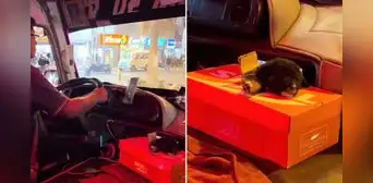 Chofer peruano es captado trabajando con cachorrito y escena conmueve: “Todo por la bendición” Chofer peruano es captado trabajando con cachorrito y escena conmueve: “Todo por la bendición”