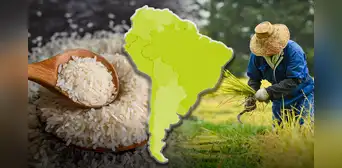 El país de América Latina con mayor producción y consumo de arroz en el mundo junto a China: superó más de 3 veces a Perú El país de América Latina con mayor producción y consumo de arroz en el mundo junto a China: superó más de 3 veces a Perú