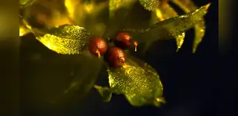 Científicos dejaron una planta en el vacío del espacio, sobrevivió 9 meses y terminó de crecer en la Tierra Científicos dejaron una planta en el vacío del espacio, sobrevivió 9 meses y terminó de crecer en la Tierra