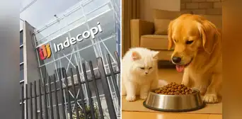 Indecopi sanciona a Nestlé Perú con más de S/600 mil por etiquetar productos para mascotas con información engañosa Indecopi sanciona a Nestlé Perú con más de S/600 mil por etiquetar productos para mascotas con información engañosa
