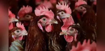 Estados Unidos confirma la primera muerte humana a nivel mundial por contagio de la gripe aviar H5N5 Estados Unidos confirma la primera muerte humana a nivel mundial por contagio de la gripe aviar H5N5