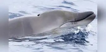 Científicos avistaron en México una rara ballena con colmillos tras cinco años de búsqueda Científicos avistaron en México una rara ballena con colmillos tras cinco años de búsqueda