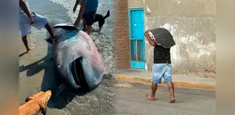 Encuentran tiburón megaboca varado en mar de Piura, y pobladores filetearon su carne, pese a ser una especie rara en el mundo Encuentran tiburón megaboca varado en mar de Piura, y pobladores filetearon su carne, pese a ser una especie rara en el mundo