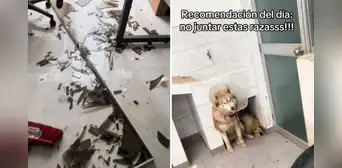 Joven muestra cómo sus perros destruyeron su casa mientras no estaba y redes bromean: "Una lloradita y a limpiar"