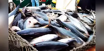Sada Goray: Exdirector de Pesca niega pagos ilícitos Sada Goray: Exdirector de Pesca niega pagos ilícitos