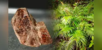 China revoluciona la minería al descubrir un elemento clave de tierras raras formado dentro de una planta