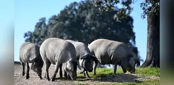 México suspende importaciones de carne de cerdo española por peste porcina africana