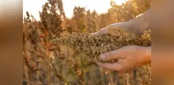 ADEX propone exonerar del IGV a la quinua, kiwicha y cañihua para impulsar consumo y combatir la desnutrición ADEX propone exonerar del IGV a la quinua, kiwicha y cañihua para impulsar consumo y combatir la desnutrición