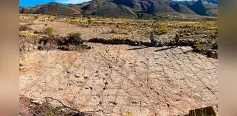Paleontólogos descubren 18.000 huellas de dinosaurios y rastros de que nadaban en una antigua costa de Bolivia Paleontólogos descubren 18.000 huellas de dinosaurios y rastros de que nadaban en una antigua costa de Bolivia