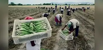 Se cae intento del Gobierno de favorecer a grandes agroexportadoras con subsidio de S/2.000 millones