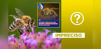 Estudios si afirman que el veneno de la abeja puede combatir el cáncer de mama, pero no al 100% y tampoco es reciente Estudios si afirman que el veneno de la abeja puede combatir el cáncer de mama, pero no al 100% y tampoco es reciente