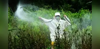 Se cae el estudio que defendía a herbicida señalado como cancerígeno: Perú sigue usando pesticidas tóxicos