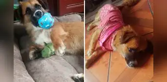 Buscan hogar para Puca: grupo de vecinos amenaza con "desaparecer" a perrita en San Martín de Porres Buscan hogar para Puca: grupo de vecinos amenaza con "desaparecer" a perrita en San Martín de Porres