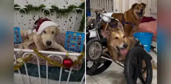 Milagros perrunos lanza campaña solidaria con trineo recolector en la Feria Fortuna: lleva alimentos y ayuda a quienes más lo necesitan
