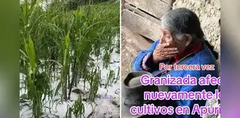 Adulta mayor rompe en llanto al ver cómo la granizada destruye su cultivo de maíz: "Así es la vida del agricultor" Adulta mayor rompe en llanto al ver cómo la granizada destruye su cultivo de maíz: "Así es la vida del agricultor"