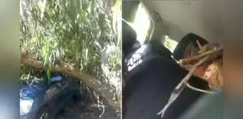 Árbol cae sobre auto en movimiento e impacta a conductor en la av. Velasco Astete, en Surco